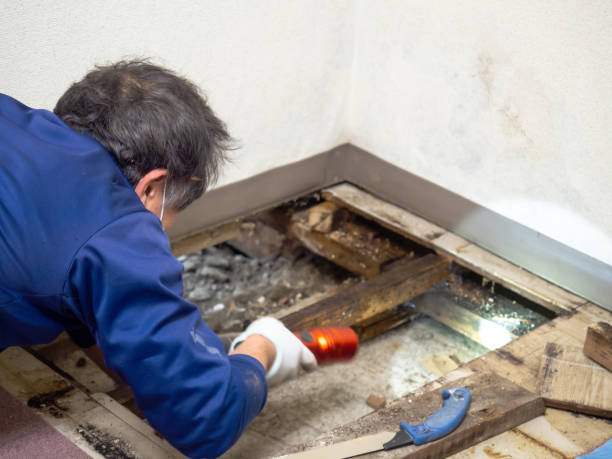 Best Commercial Mold Remediation in Country Clu, CA
