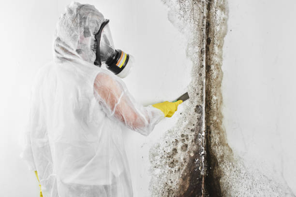 Best HVAC Mold Remediation in Country Clu, CA