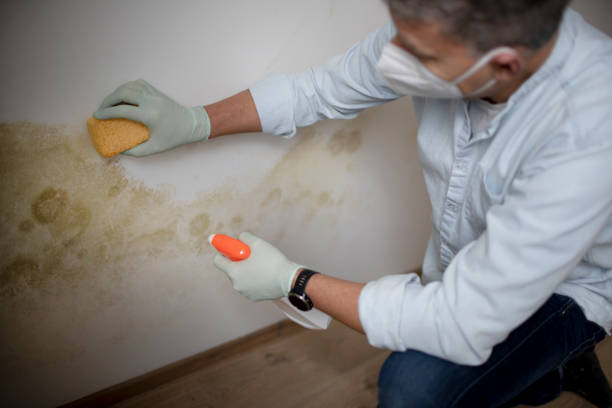 Best Attic Mold Remediation in Country Clu, CA