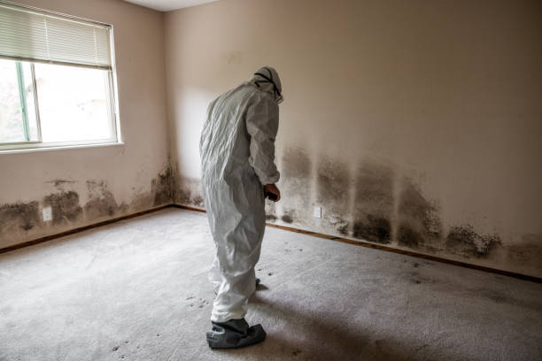 Trusted Country Clu, CA Mold Remediation Experts