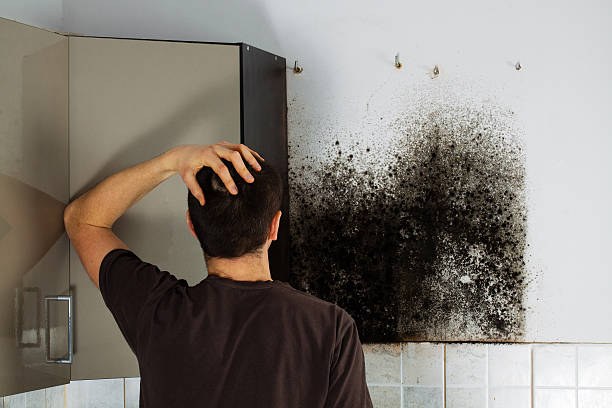 Best DIY Mold Remediation Support Services in Country Clu, CA